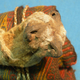 The fox-snout pouch.